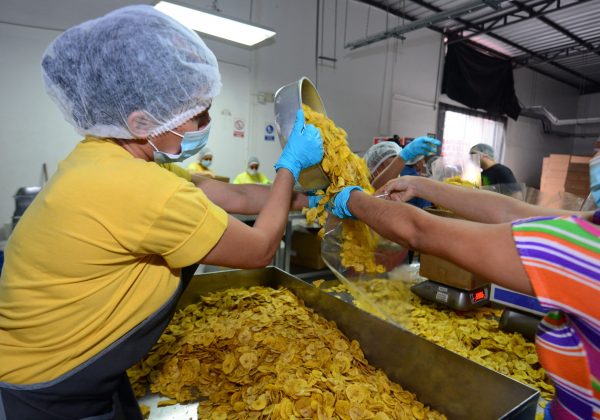 Escasez de plátano en Manabí pone en riesgo la exportación de chifles y patacones que triunfan en mercados como Kuwait y Estados Unidos