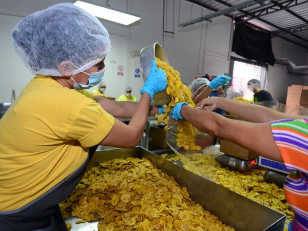 Escasez de plátano en Manabí pone en riesgo la exportación de chifles y patacones que triunfan en mercados como Kuwait y Estados Unidos