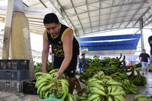 Escasez de plátano impacta la economía de productores y comerciantes en Manabí