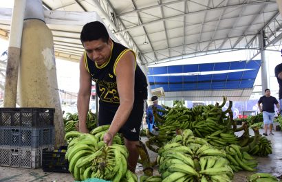Escasez de plátano impacta la economía de productores y comerciantes en Manabí