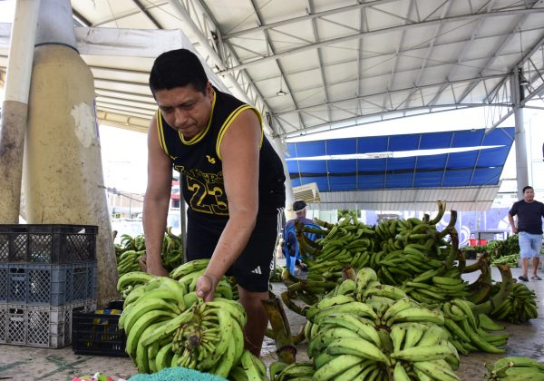 Escasez de plátano impacta la economía de productores y comerciantes en Manabí