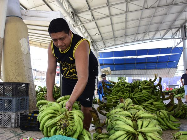 Escasez de plátano impacta la economía de productores y comerciantes en Manabí