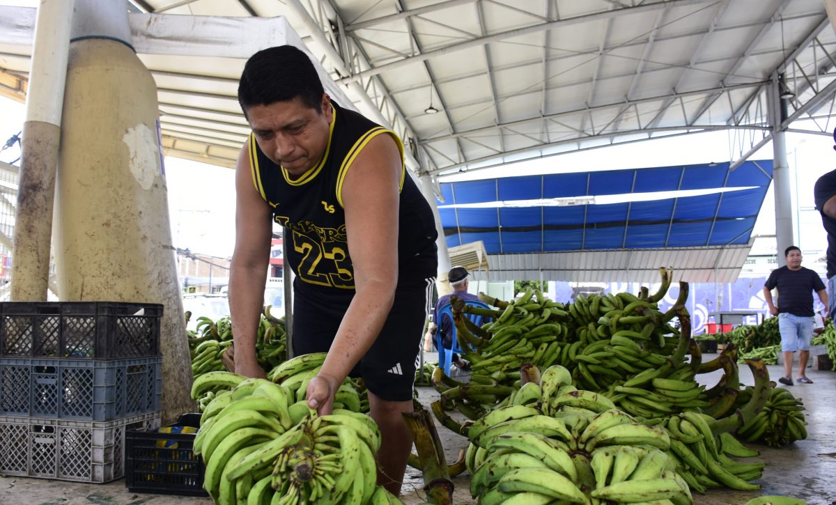 Escasez de plátano impacta la economía de productores y comerciantes en Manabí
