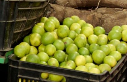 Escasez estacional eleva costos del limón en Portoviejo