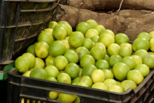 Escasez estacional eleva costos del limón en Portoviejo