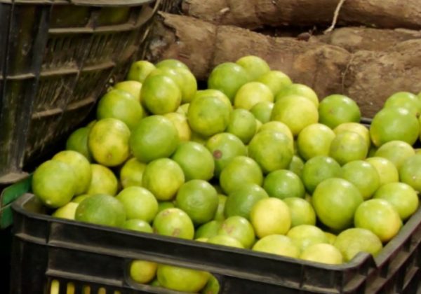 Escasez estacional eleva costos del limón en Portoviejo
