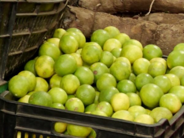 Escasez estacional eleva costos del limón en Portoviejo