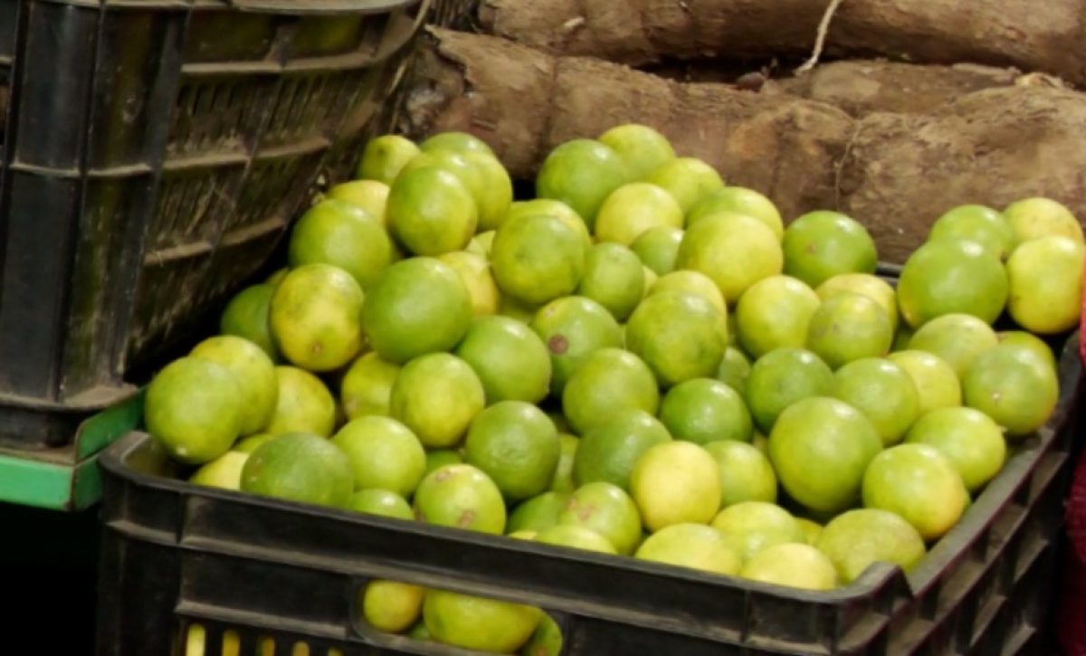 Escasez estacional eleva costos del limón en Portoviejo