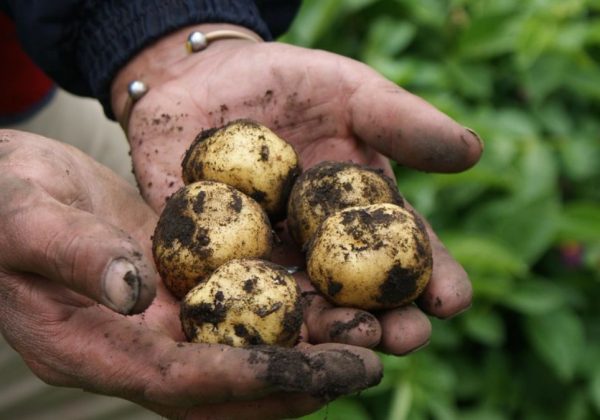 Estas son las cinco actividades del sector primario que genera mayor empleabilidad en los ecuatorianos, según el INEC. ( Ministerio de Agricultura).