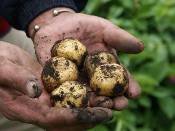 Estas son las cinco actividades del sector primario que genera mayor empleabilidad en los ecuatorianos, según el INEC. ( Ministerio de Agricultura).