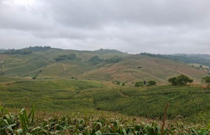 Este ciclo invernal favoreció a los cultivos de maíz sobre todo en las lomas.