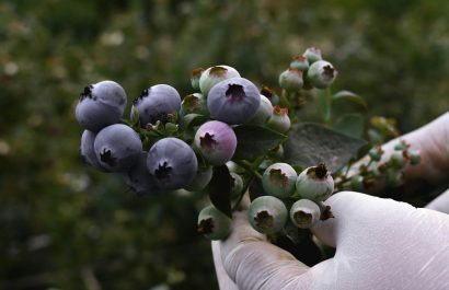 Estos productos de Ecuador que entrarán a Corea del Sur con desgravación arancelaria. (Pexels)