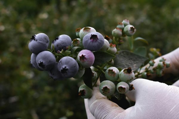 Estos productos de Ecuador que entrarán a Corea del Sur con desgravación arancelaria. (Pexels)