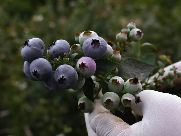 Estos son los productos de Ecuador que entrarán a Corea del Sur con desgravación arancelaria. (Pexels)