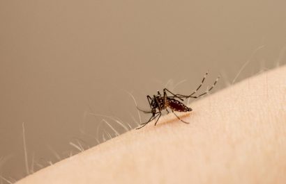 La fiebre amarilla se transmite por la picadura de los mosquitos Aedes aegypti