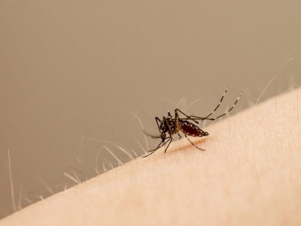 La fiebre amarilla se transmite por la picadura de los mosquitos Aedes aegypti