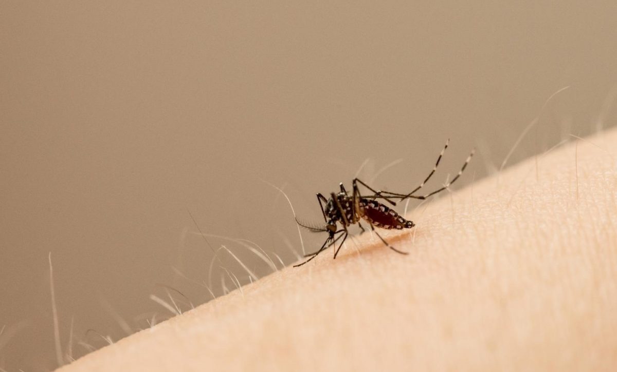 La fiebre amarilla se transmite por la picadura de los mosquitos Aedes aegypti