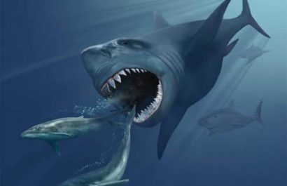 El temible megalodón no solo cazaba ballenas: nuevo estudio revela su dieta diversa