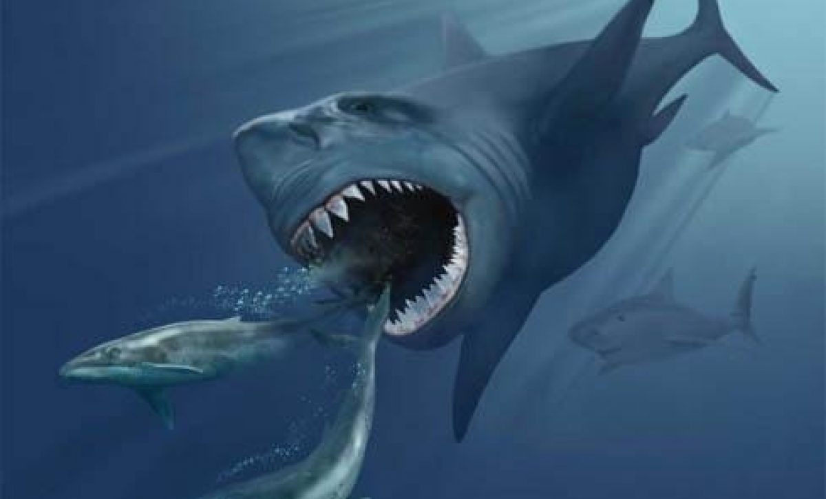El temible megalodón no solo cazaba ballenas: nuevo estudio revela su dieta diversa