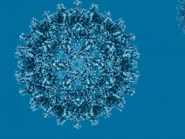 Cada 30 segundos muere una persona por hepatitis: la OMS pide actuar ya