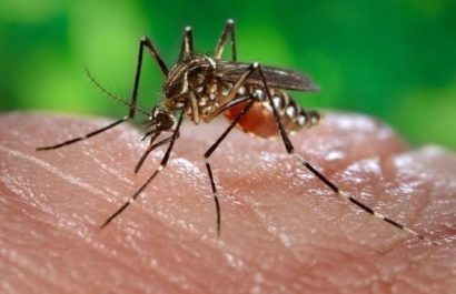 Aumentan los casos mortales de fiebre amarilla en Sudamérica, según la OMS