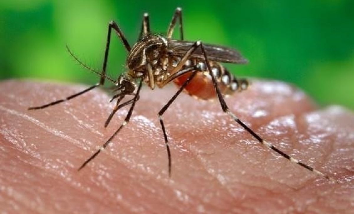 Aumentan los casos mortales de fiebre amarilla en Sudamérica, según la OMS