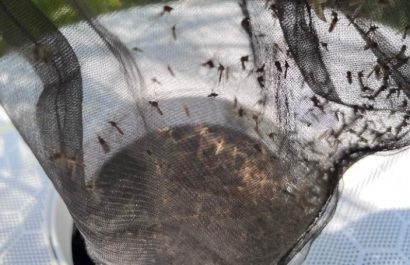 Capturas de mosquito con trampas como las utilizadas en un estudio.
