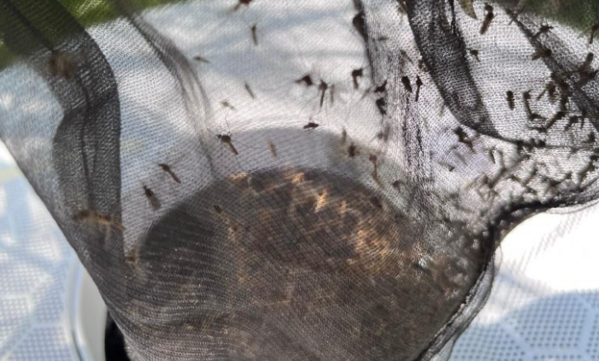 Capturas de mosquito con trampas como las utilizadas en un estudio.