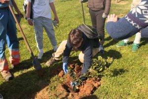 Reforestación podría enfriar el planeta 0,34 °C, pero no detiene el calentamiento global