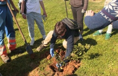 Reforestación podría enfriar el planeta 0,34 °C, pero no detiene el calentamiento global