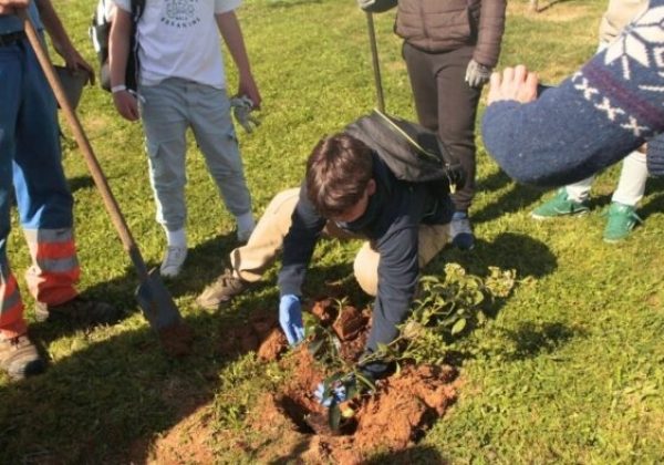 Reforestación podría enfriar el planeta 0,34 °C, pero no detiene el calentamiento global