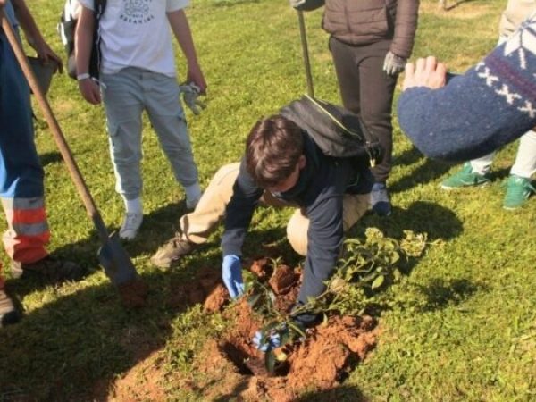 Reforestación podría enfriar el planeta 0,34 °C, pero no detiene el calentamiento global