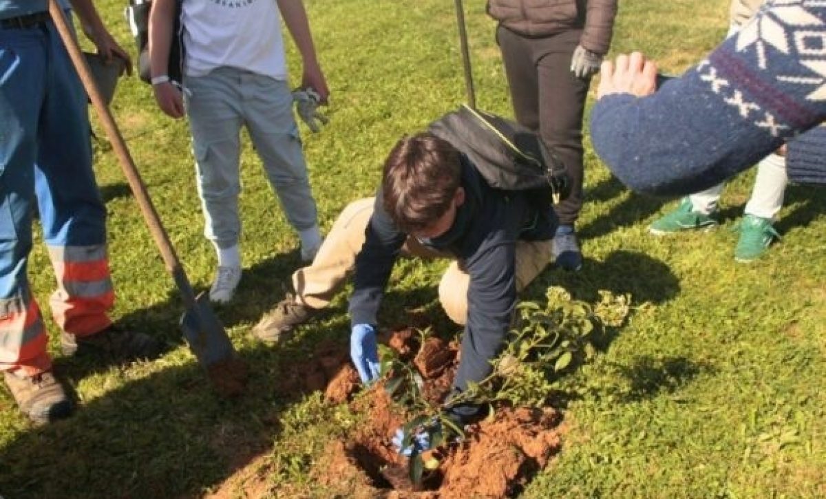 Reforestación podría enfriar el planeta 0,34 °C, pero no detiene el calentamiento global