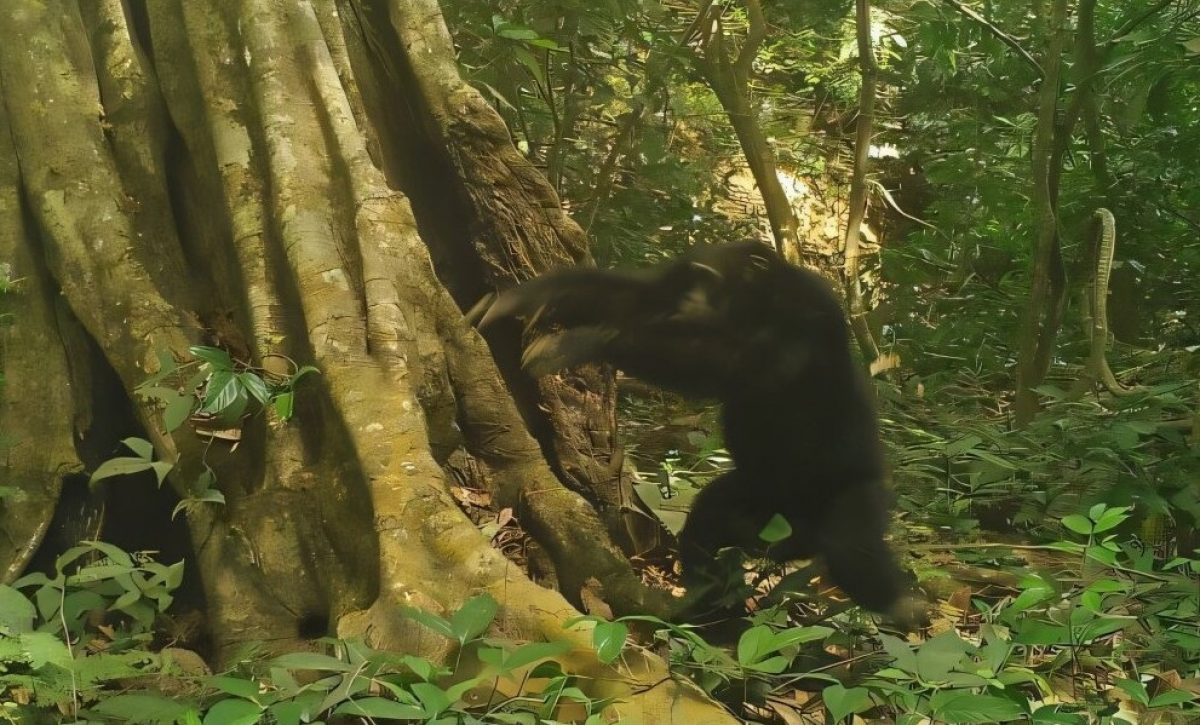 Comportamiento cultural: chimpancés golpean piedras como forma de expresión sonora