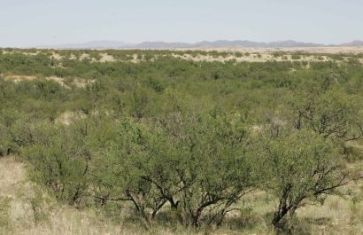 El planeta se vuelve más verde... pero también más seco, advierten científicos