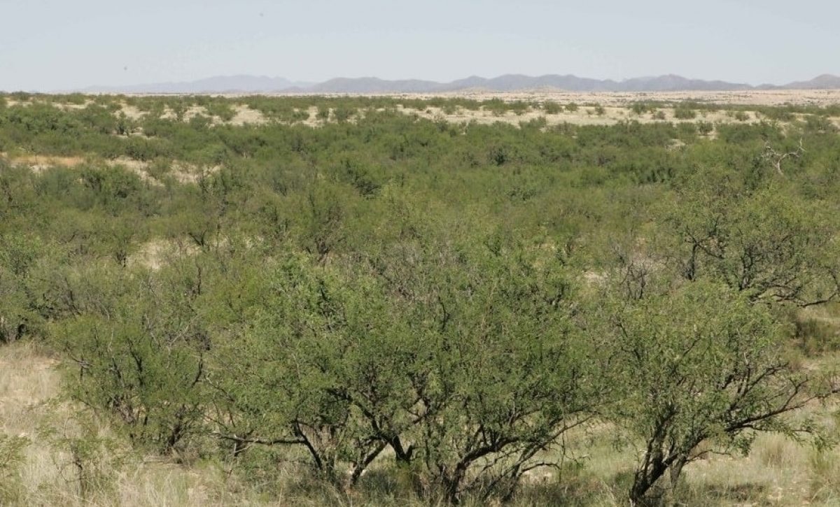El planeta se vuelve más verde... pero también más seco, advierten científicos
