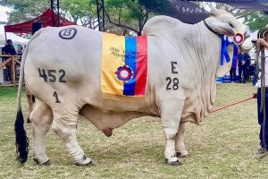 Expogan 2025 El Carmen se alista para su emblemática feria ganadera con rodeos, exposiciones y más