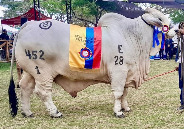 Expogan 2025 El Carmen se alista para su emblemática feria ganadera con rodeos, exposiciones y más