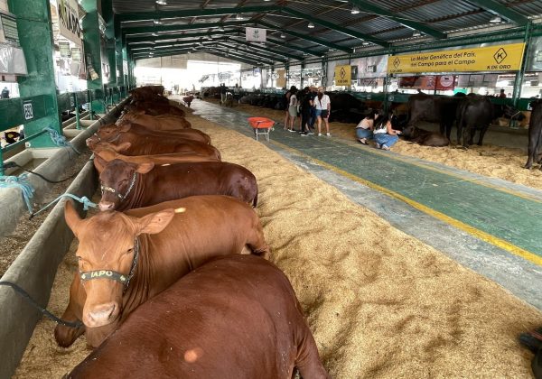 Expogan 2025 se alista para posicionar a Santo Domingo como referente ganadero nacional
