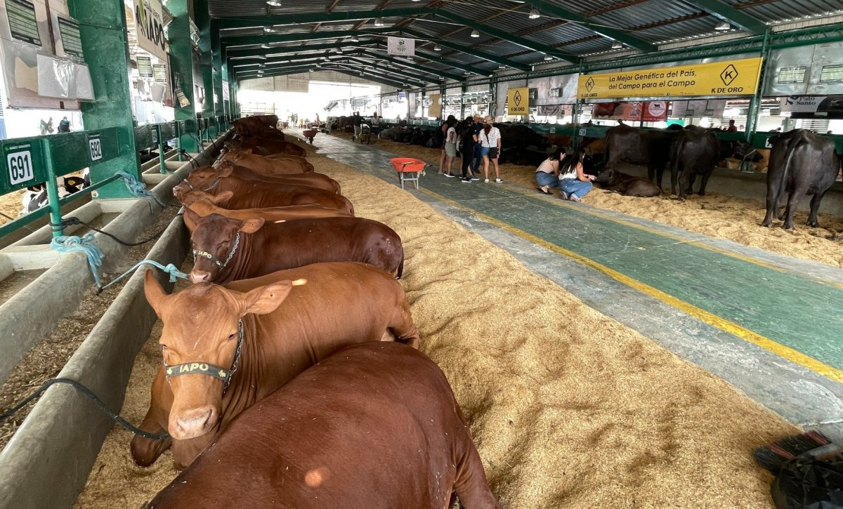 Expogan 2025 se alista para posicionar a Santo Domingo como referente ganadero nacional
