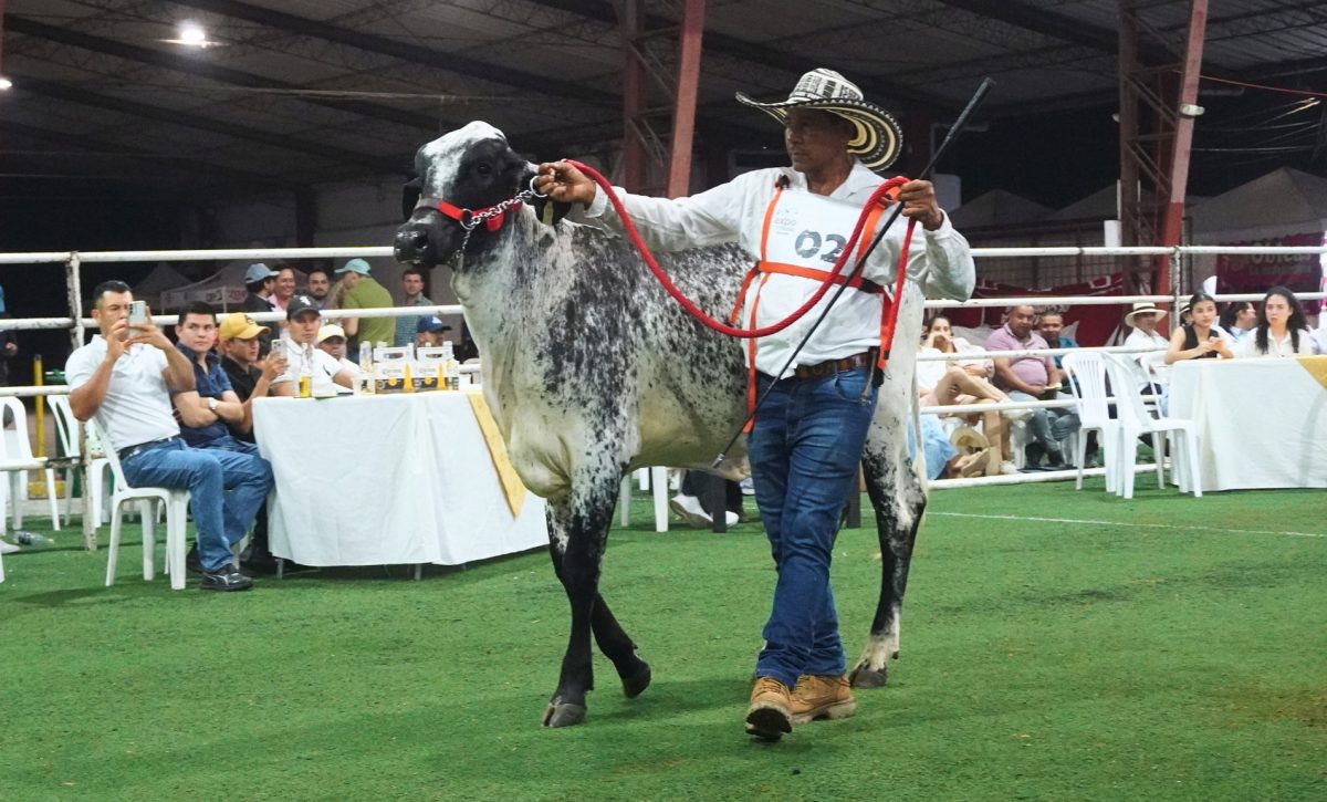 Expogan Ecuador 2025 Un evento clave para la ganadería de alta genética en el país