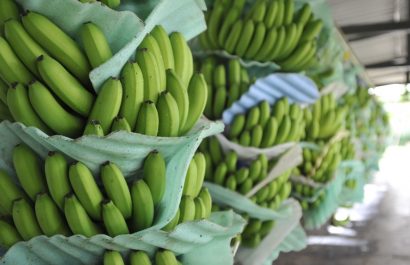 Exportaciones de banano ecuatoriano crecieron en el primer semestre del 2025