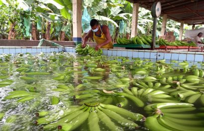 Exportaciones de banano en Ecuador crecen por quinto mes consecutivo y superan los 259 millones de cajas. (API)