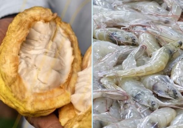 Exportaciones ecuatorianas no tradicionales crecen 24% cacao y camarón lideran el auge exportador de Ecuador en 2025