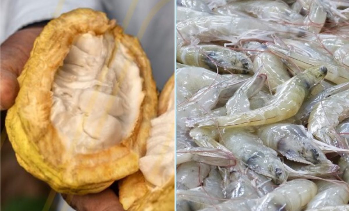 Exportaciones ecuatorianas no tradicionales crecen 24% cacao y camarón lideran el auge exportador de Ecuador en 2025