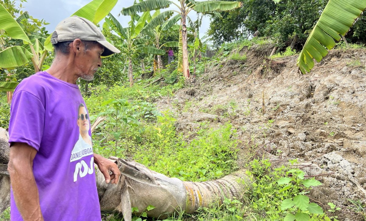 Las plantaciones de plátano, limón y palmeras, han cedido con los deslizamientos de tierra.