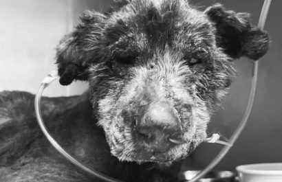 Fallece perrita en Quito tras brutal acto de maltrato. Fotografía: Lucky Bienestar Animal