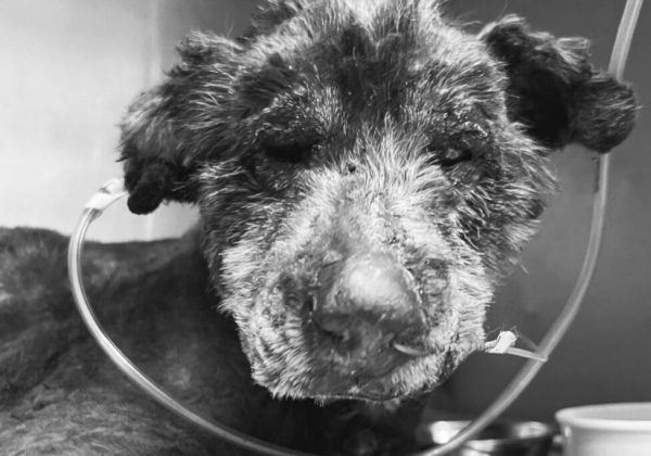 Fallece perrita en Quito tras brutal acto de maltrato. Fotografía: Lucky Bienestar Animal
