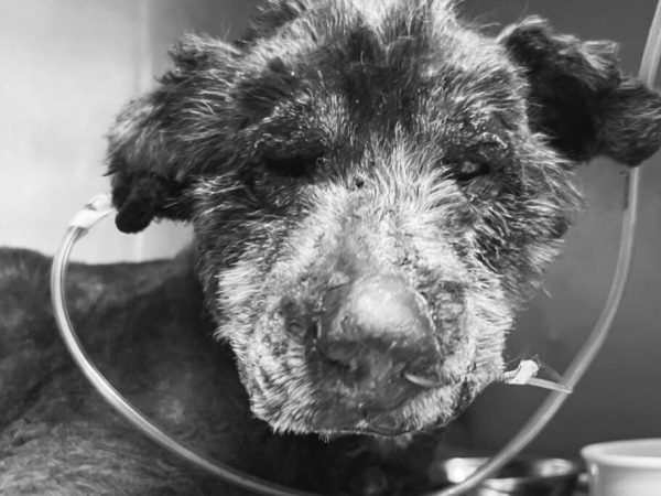 Fallece perrita en Quito tras brutal acto de maltrato. Fotografía: Lucky Bienestar Animal