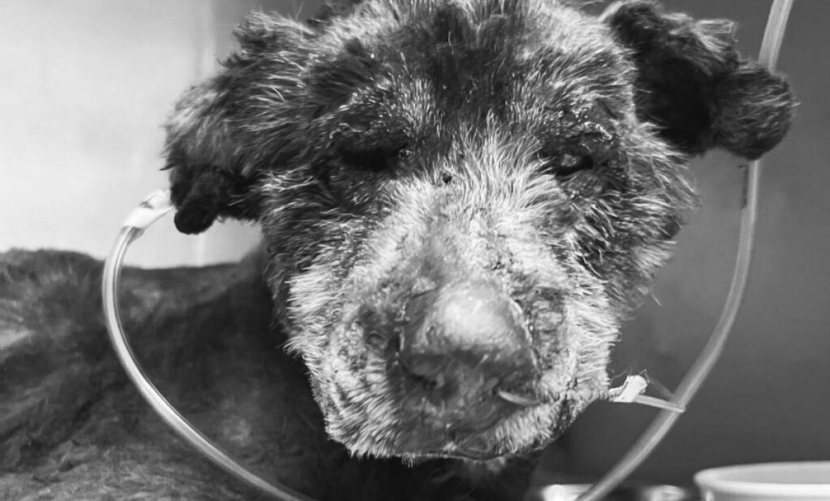 Fallece perrita en Quito tras brutal acto de maltrato. Fotografía: Lucky Bienestar Animal